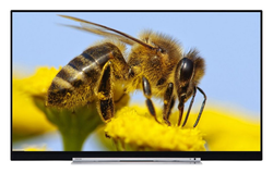 Toshiba 49U7763DA 124 cm (49") LCD-TV mit LED-Technik schwarz